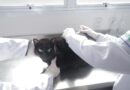 Julho Dourado reforça a importância da vacinação antirrábica gratuita para cães e gatos
