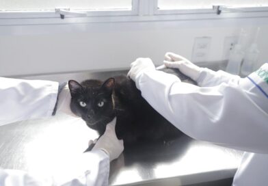Julho Dourado reforça a importância da vacinação antirrábica gratuita para cães e gatos